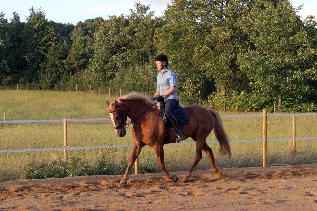Anden særlig race Red Knight billede 8