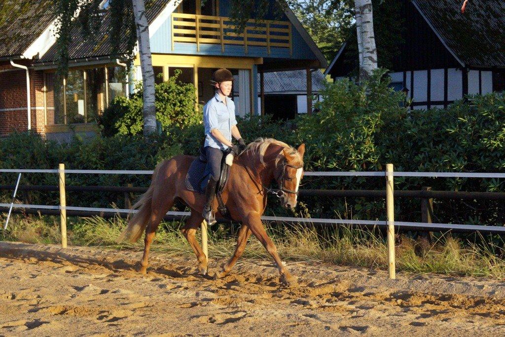 Anden særlig race Red Knight billede 9