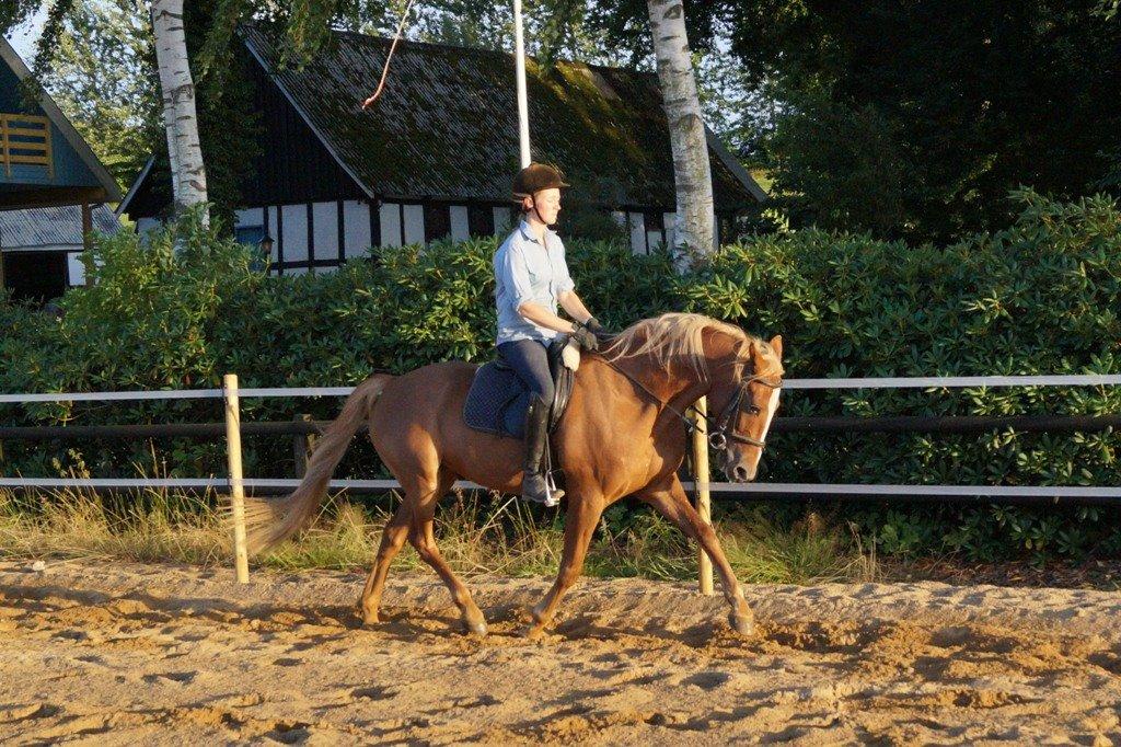 Anden særlig race Red Knight billede 10