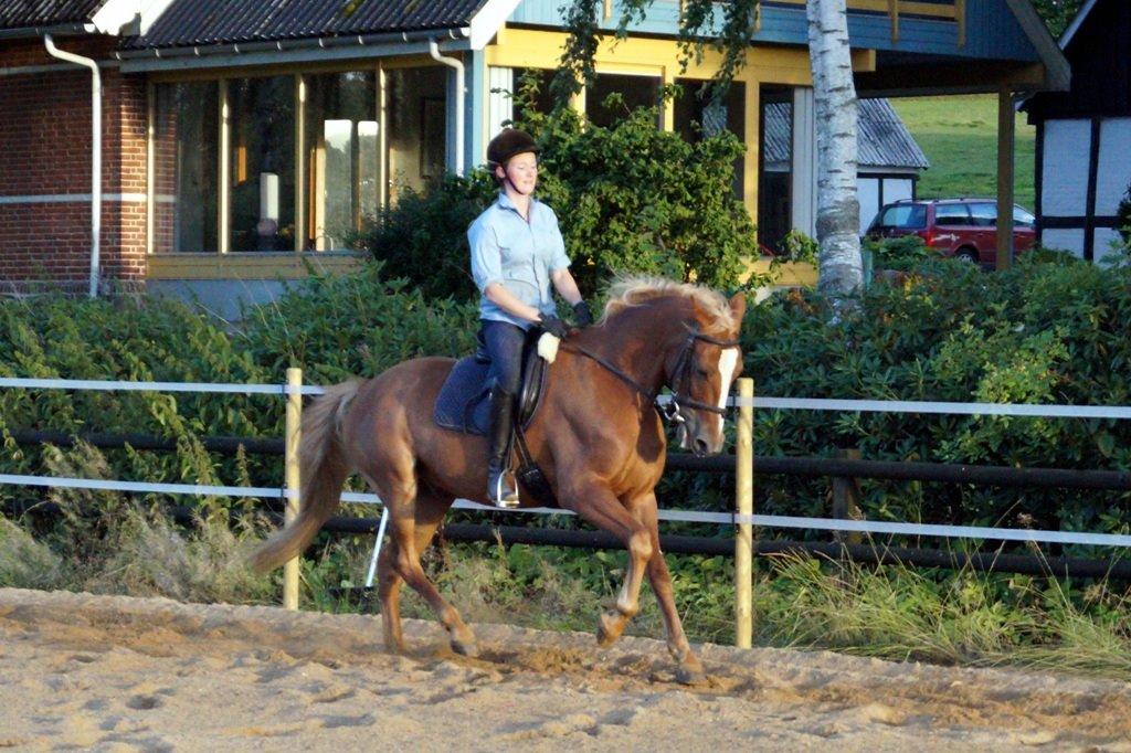 Anden særlig race Red Knight billede 11