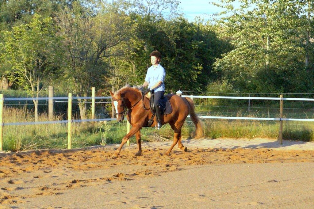 Anden særlig race Red Knight billede 12