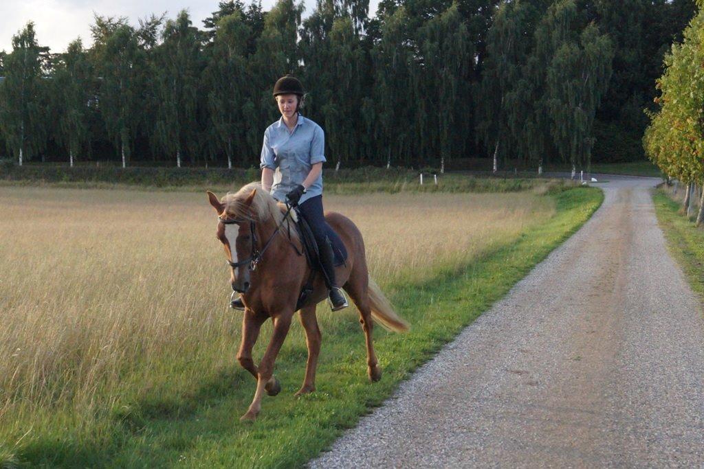 Anden særlig race Red Knight billede 15