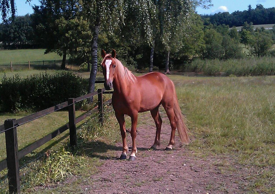 Anden særlig race Red Knight billede 1