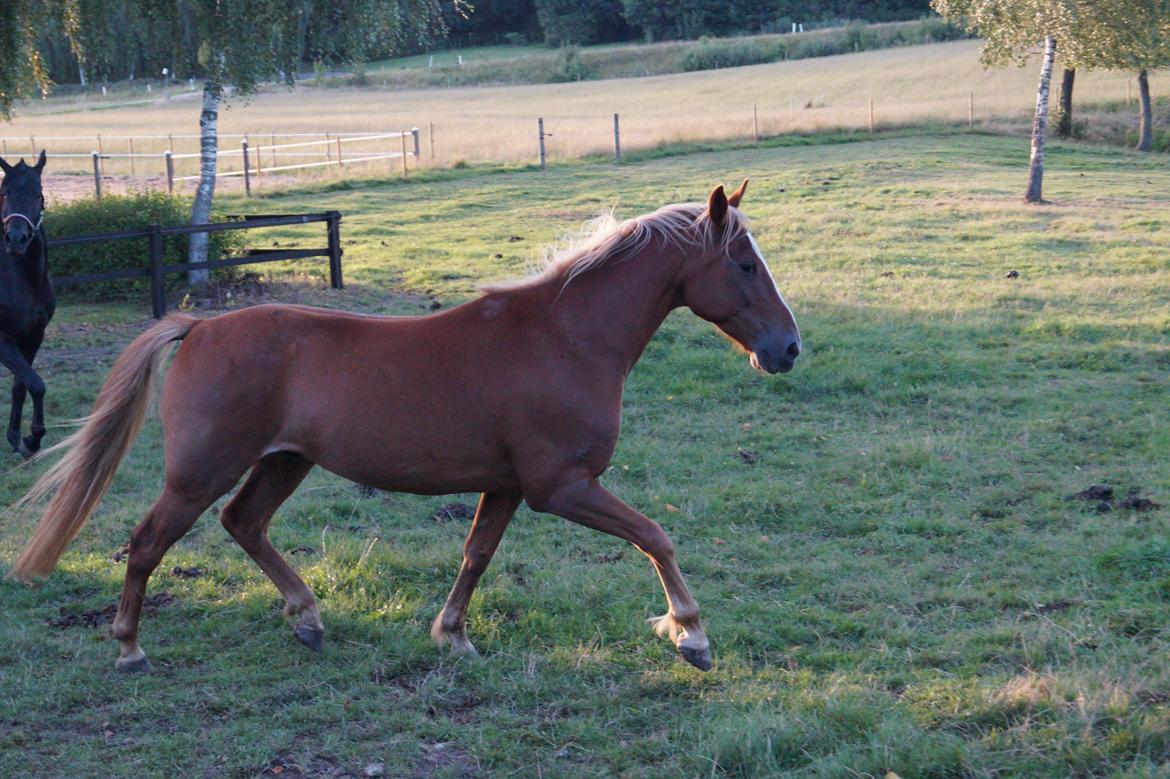 Anden særlig race Red Knight billede 16