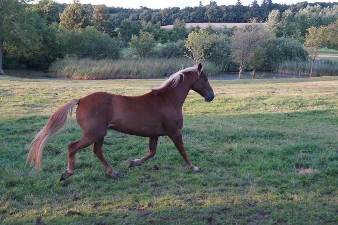 Anden særlig race Red Knight billede 17