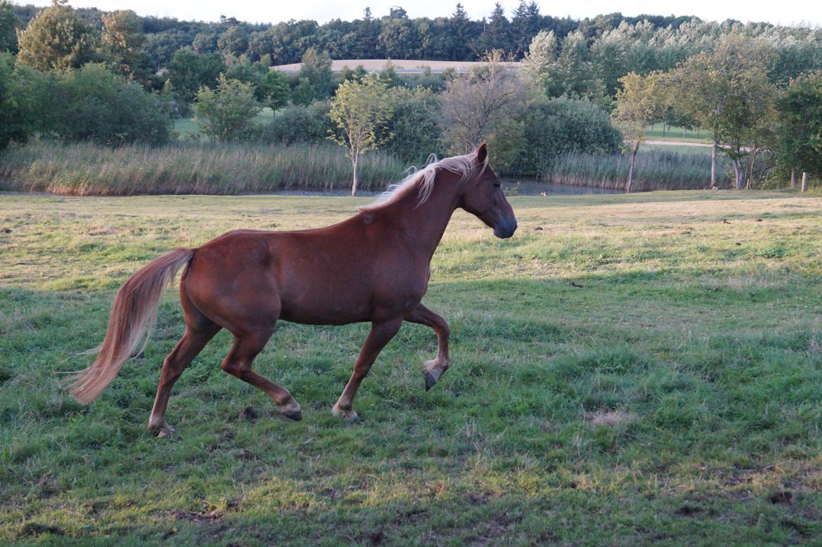 Anden særlig race Red Knight billede 18