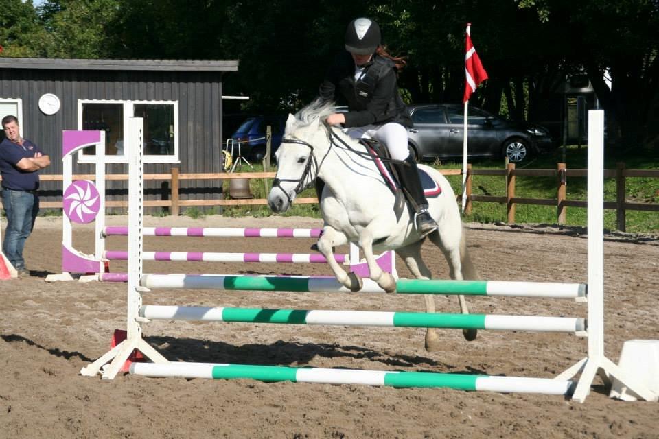 DSP Natash *Min soulmate&Dulle1* - Fra sidste stævne, 70cm billede 10