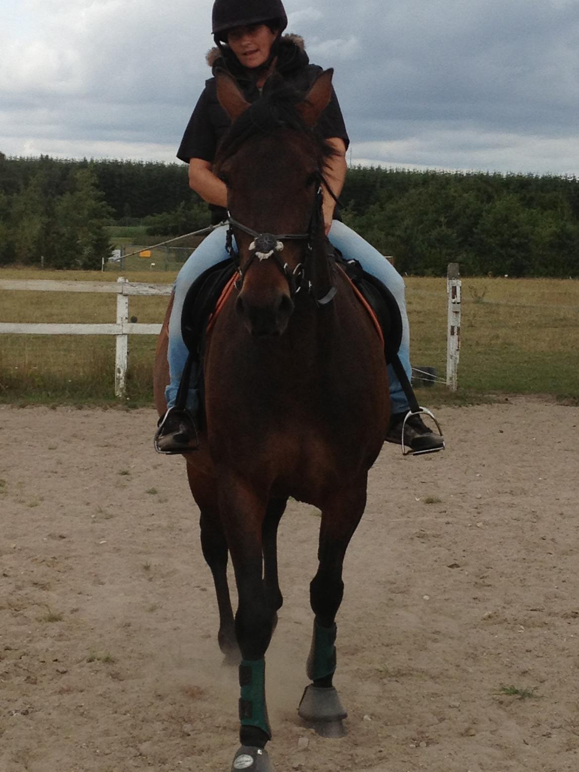 Traver Primus Dynamite (Prime) billede 3