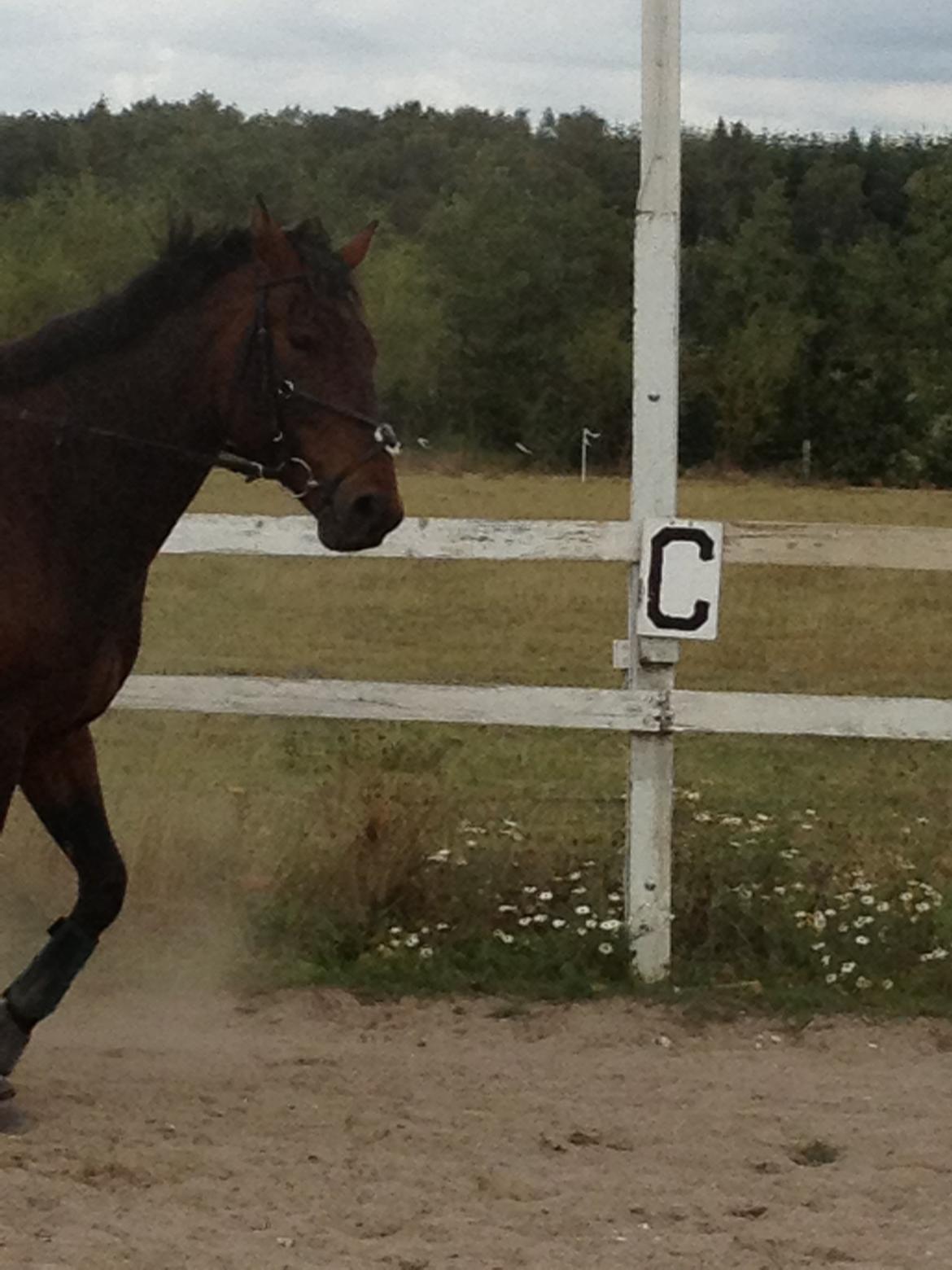 Traver Primus Dynamite (Prime) billede 1