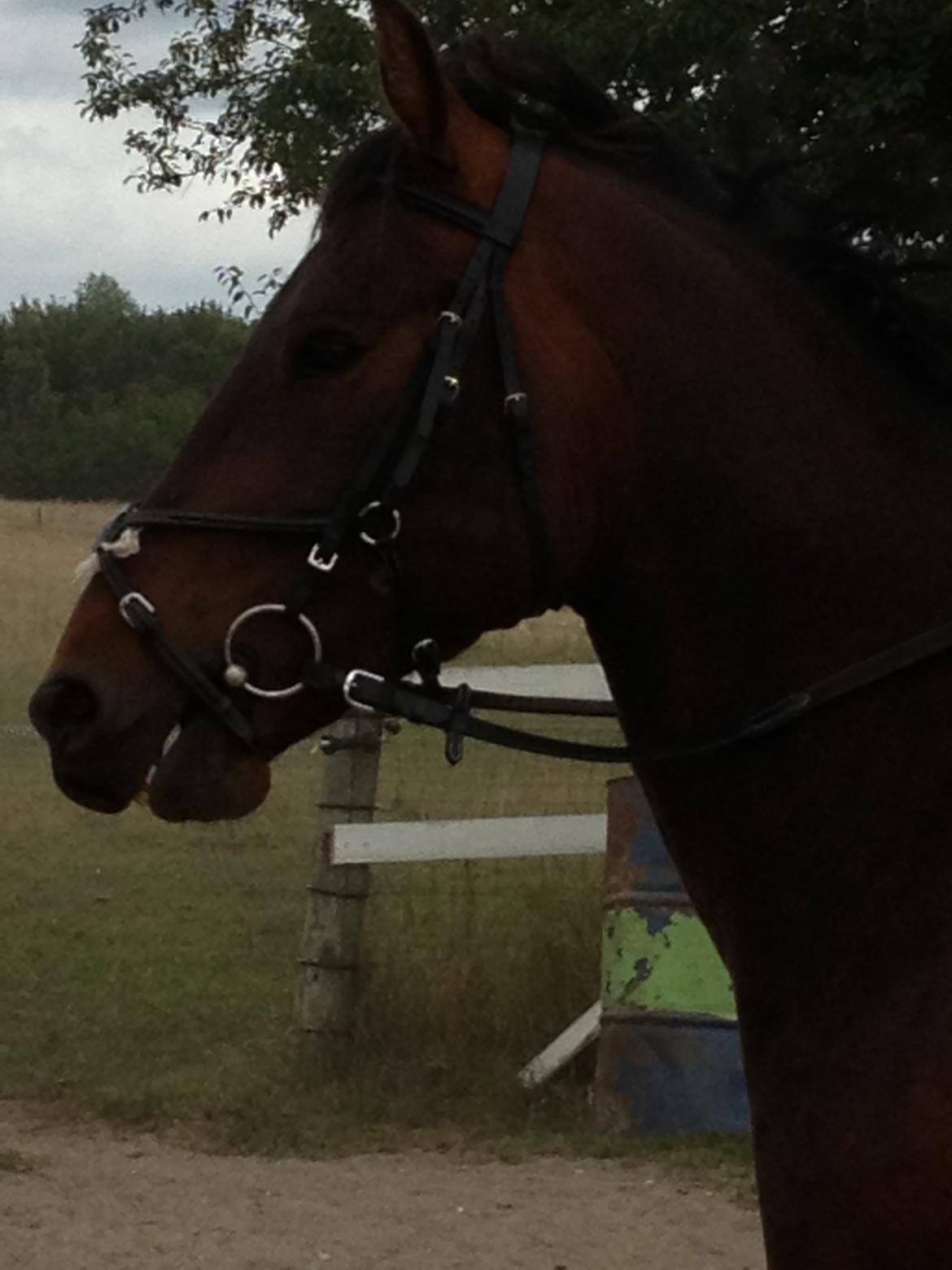 Traver Primus Dynamite (Prime) billede 4