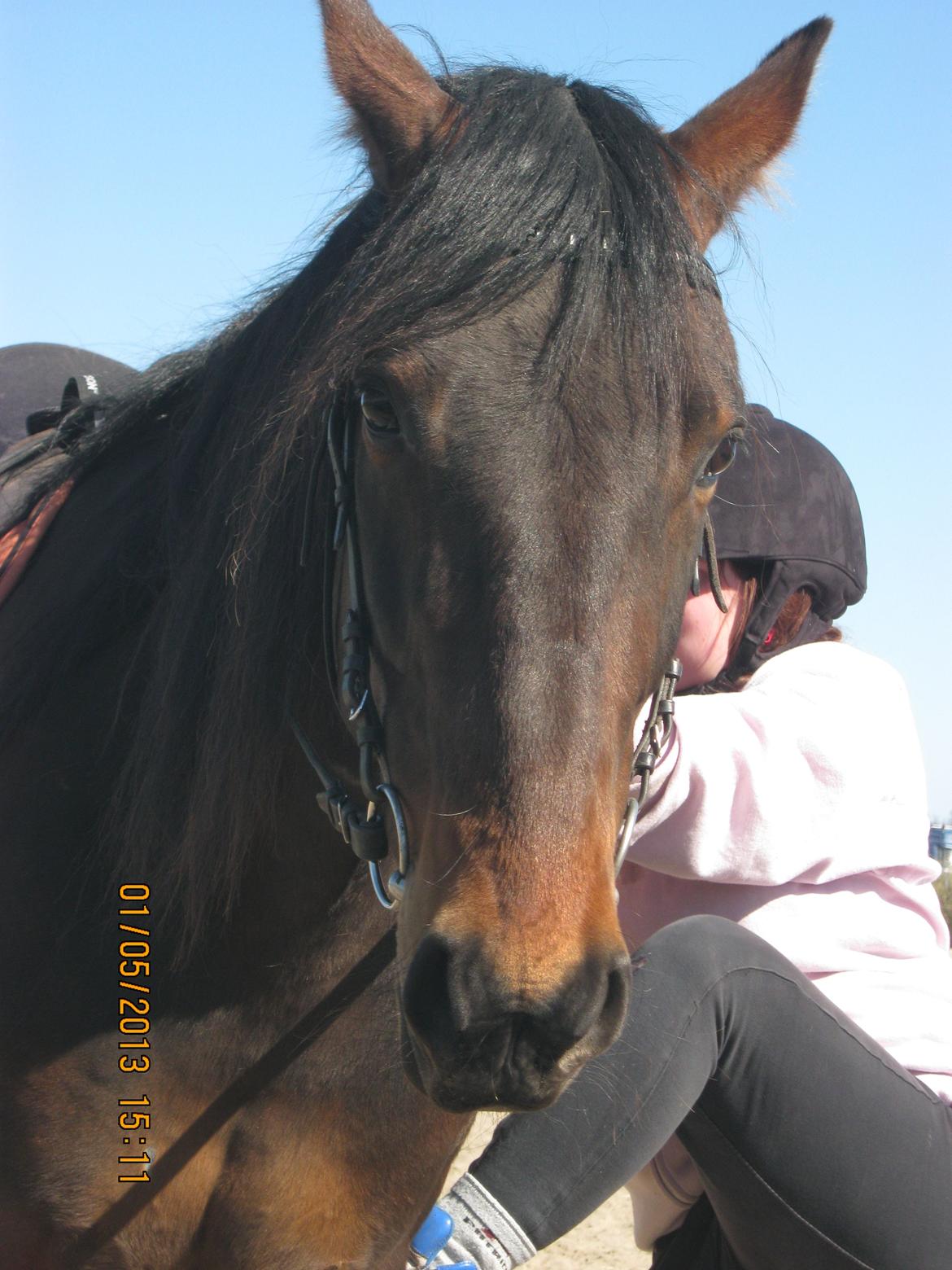 Traver Primus Dynamite (Prime) billede 5