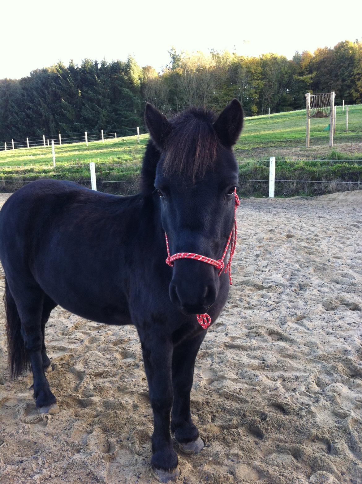 Anden særlig race spirit billede 1