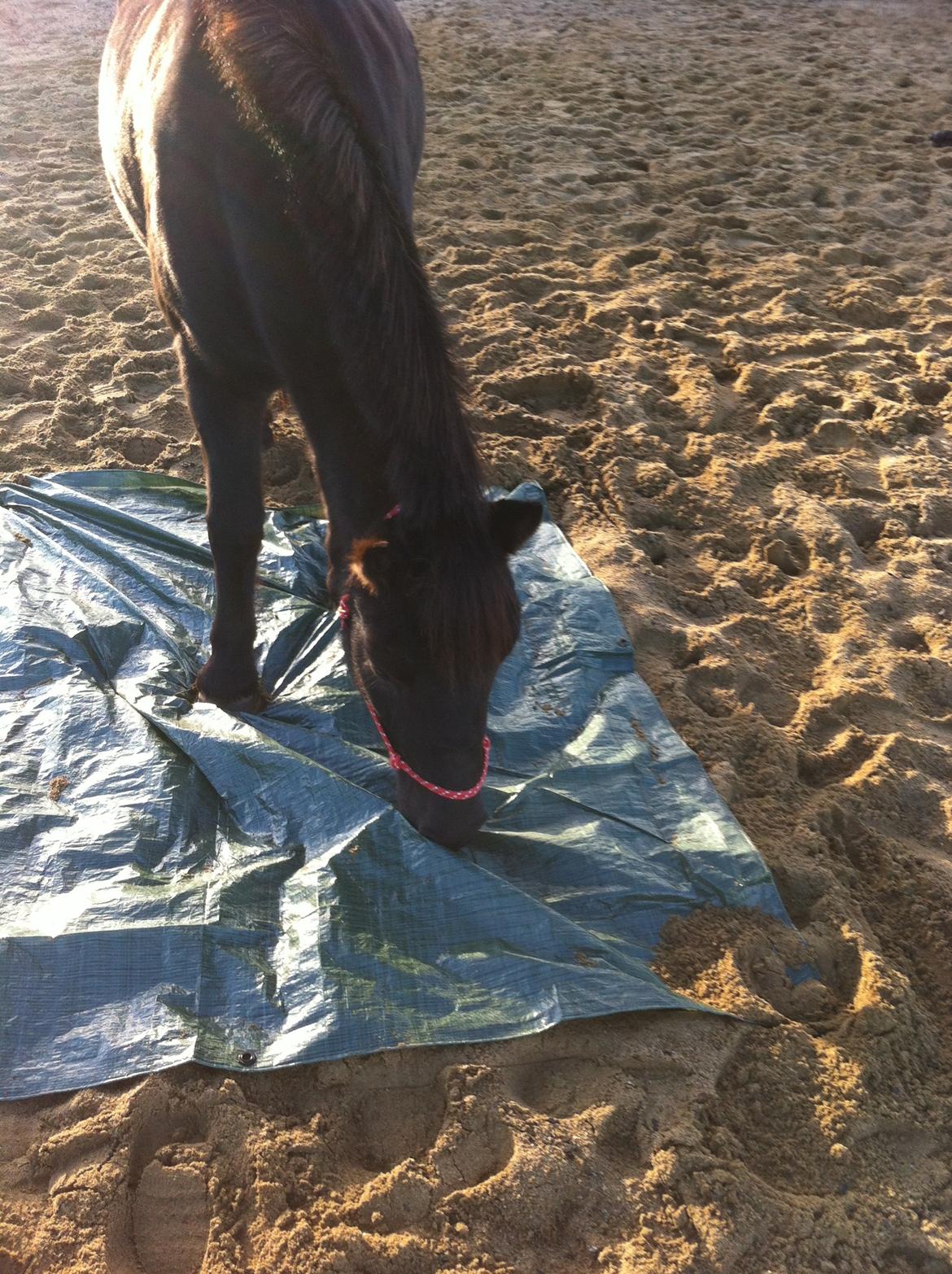 Anden særlig race spirit billede 15