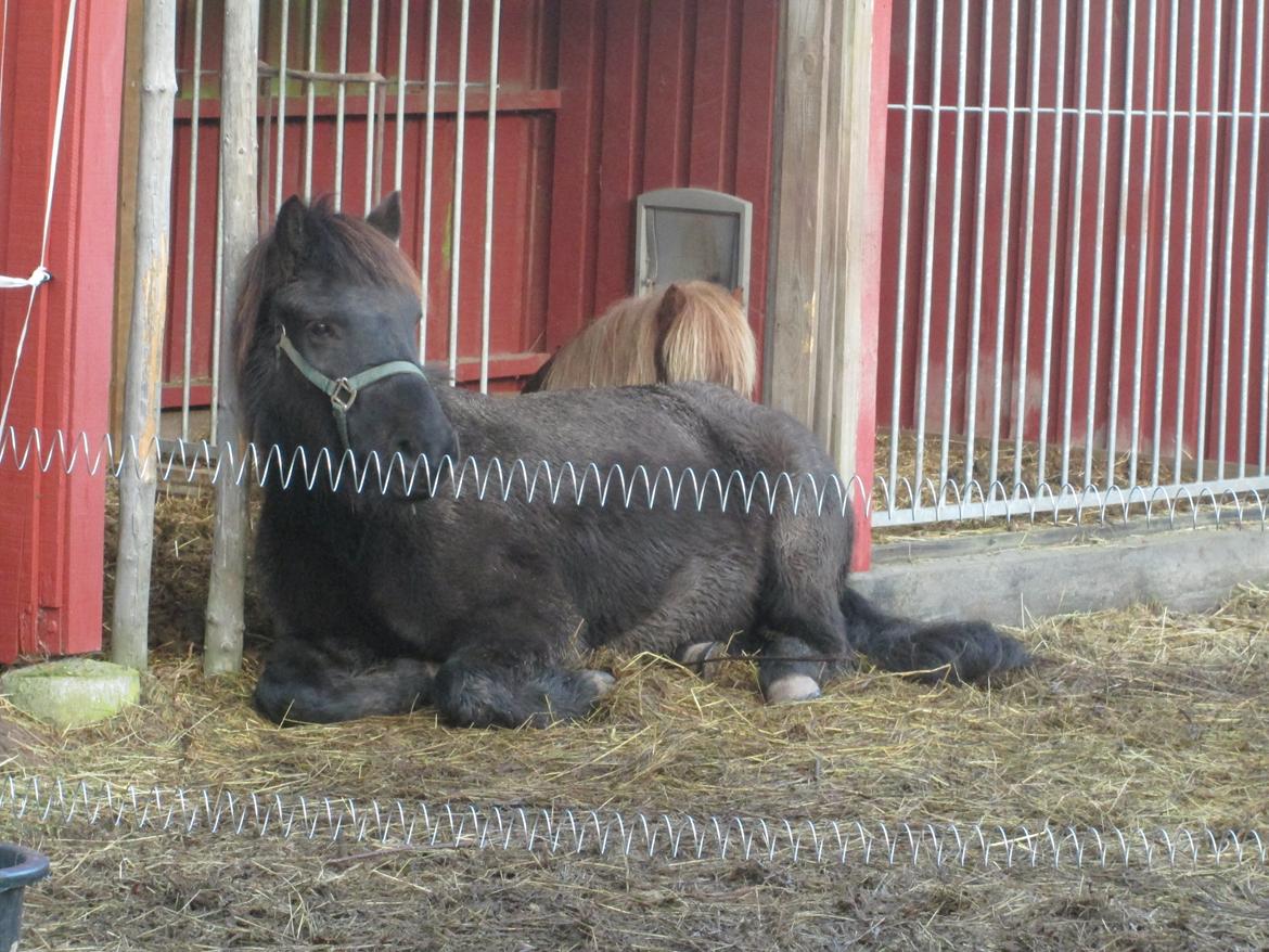 Anden særlig race spirit billede 16