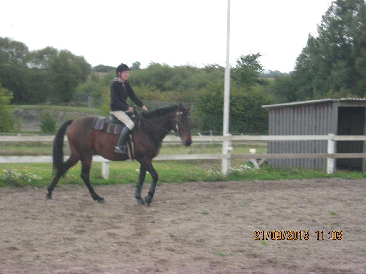 Traver Primus Dynamite (Prime) billede 6