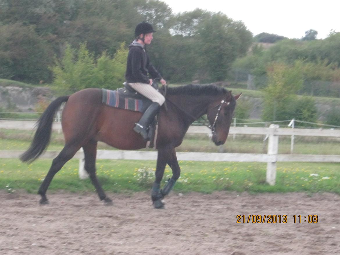 Traver Primus Dynamite (Prime) billede 7