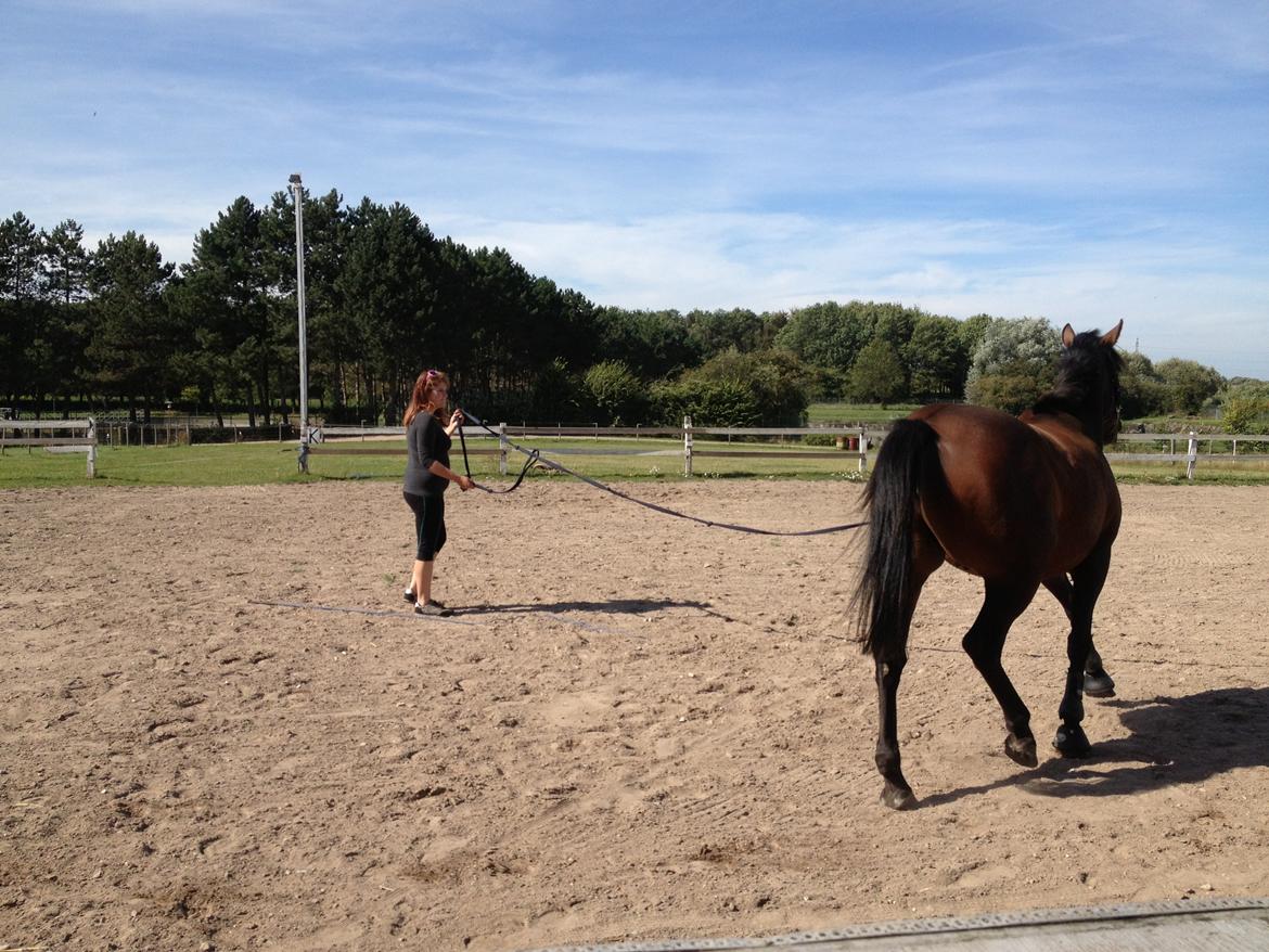 Traver Primus Dynamite (Prime) billede 8