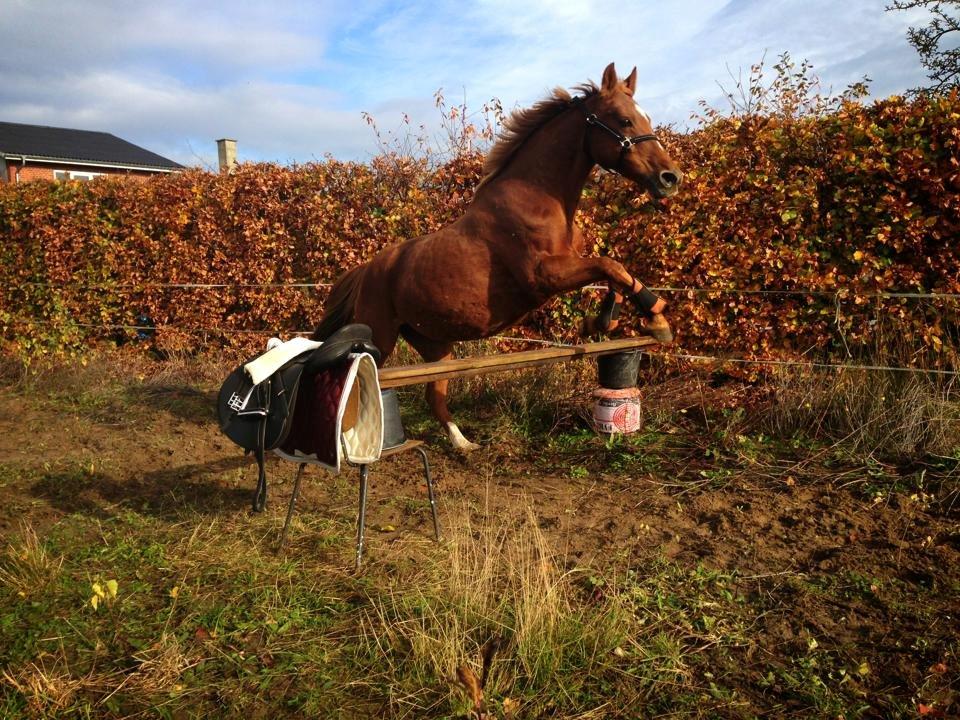 Anden særlig race Queen billede 7