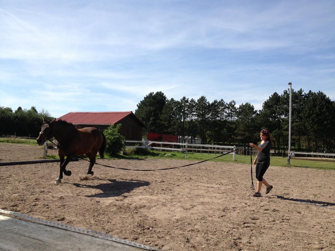 Traver Primus Dynamite (Prime) billede 9