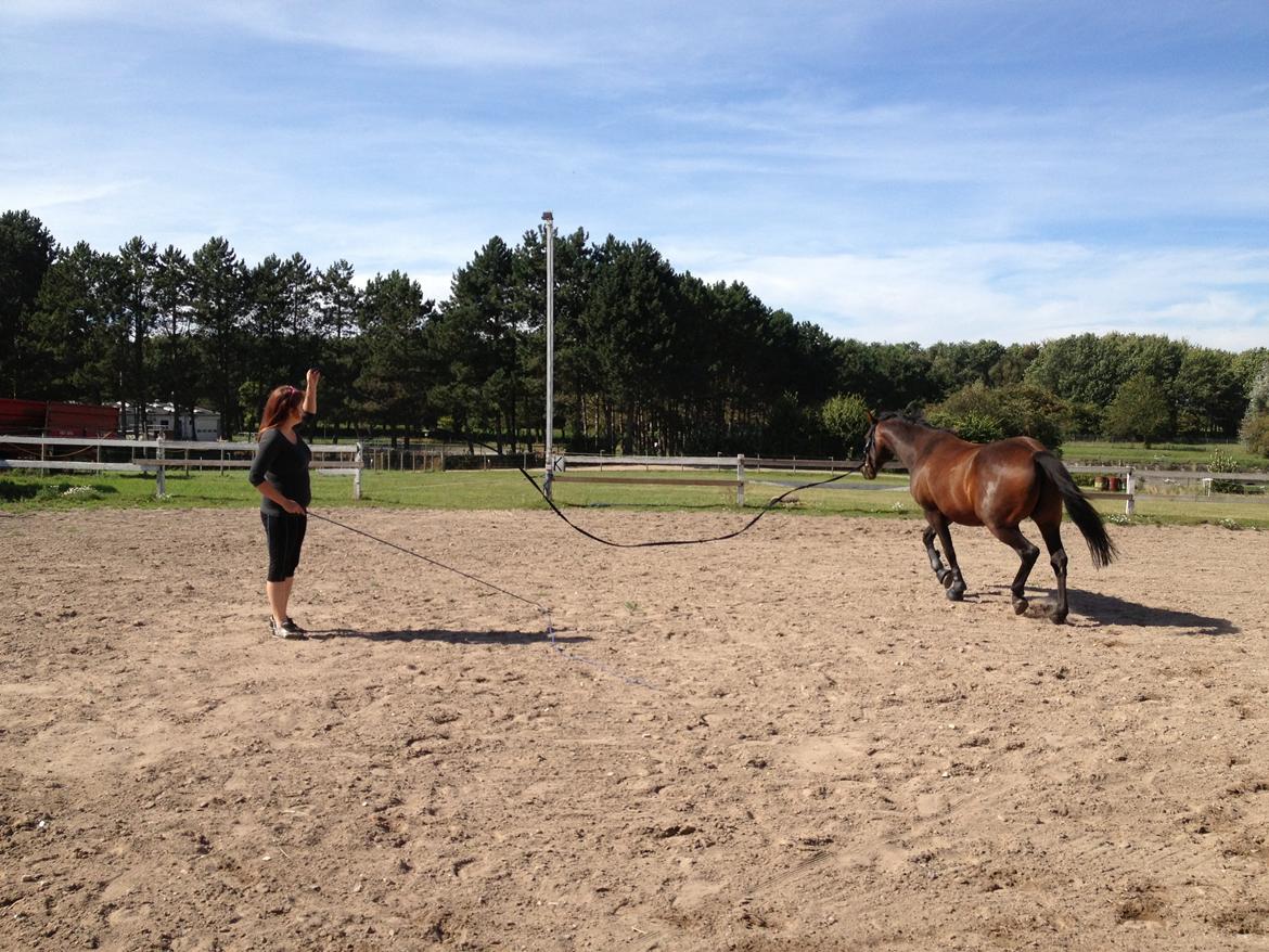 Traver Primus Dynamite (Prime) billede 10