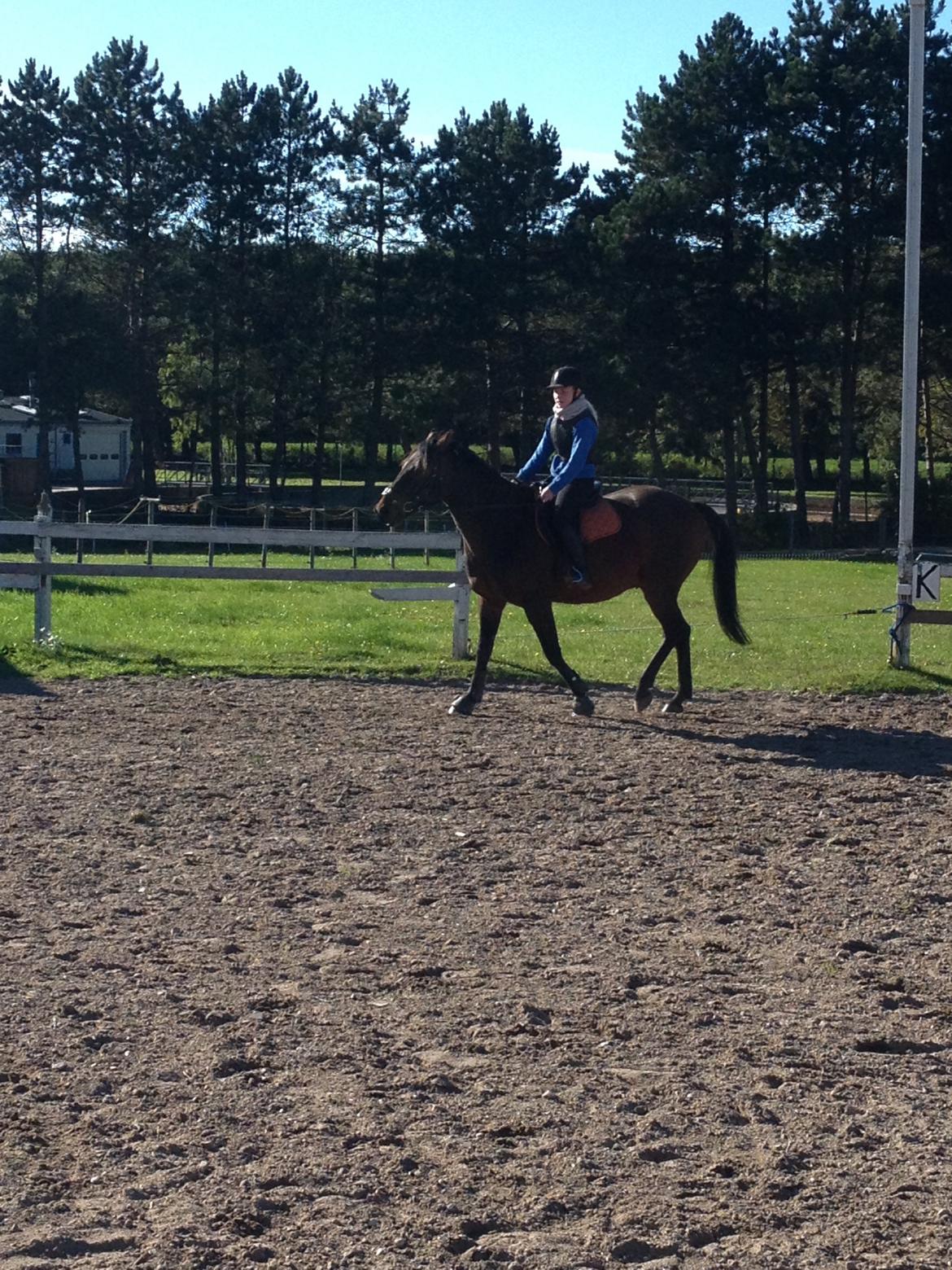 Traver Primus Dynamite (Prime) billede 12