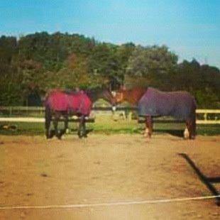 Traver Primus Dynamite (Prime) billede 13