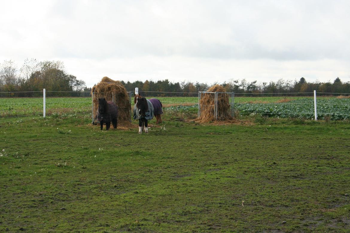 Pinto Hedegaardens Mulle billede 5