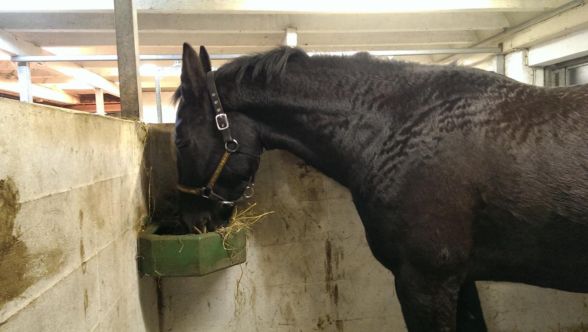 Oldenborg Kornett af Rugbjerggård - vidste ikke jeg ville elske dig så højt på kun 8 UGER!!! du var kun min i fucking 8 UGER!!!!!!! billede 14