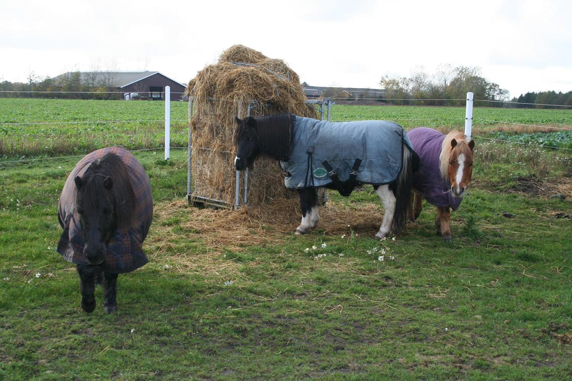 Pinto Hedegaardens Mulle billede 4