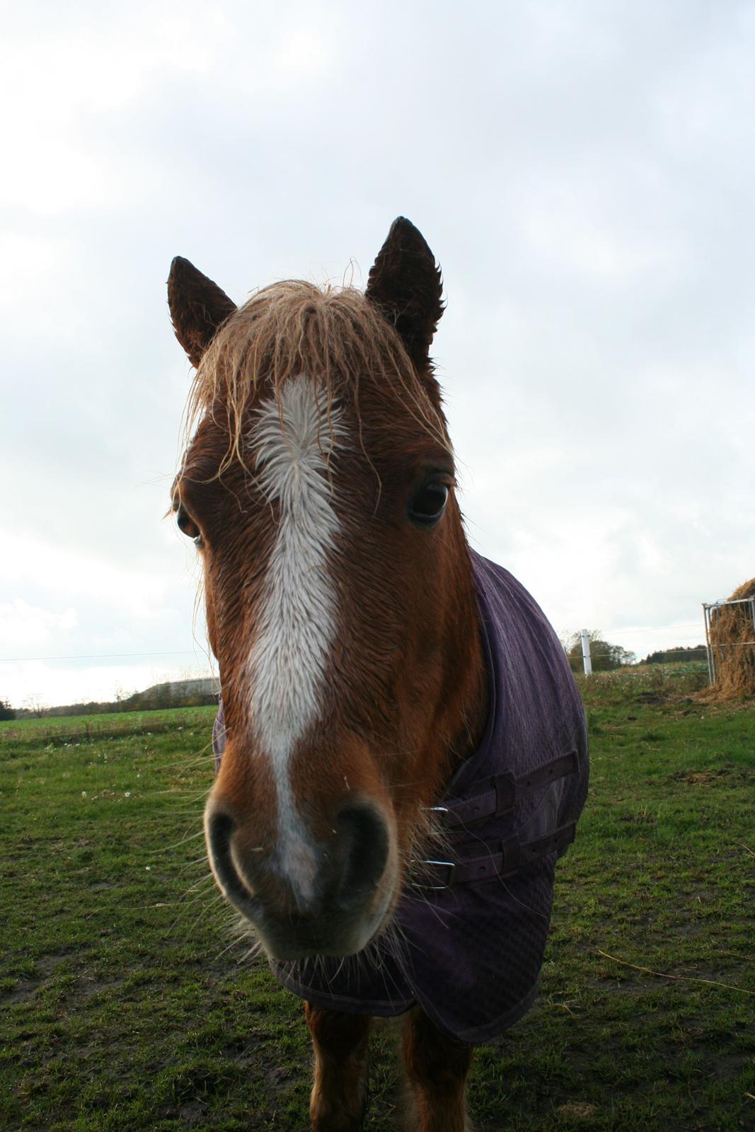 Shetlænder Lynet McQueen billede 4