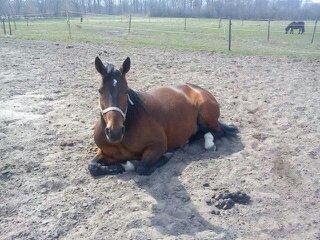 Traver filur ravn billede 9