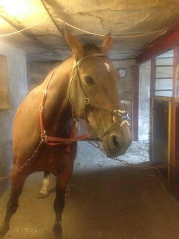 Traver filur ravn billede 10