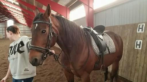 Traver filur ravn billede 4