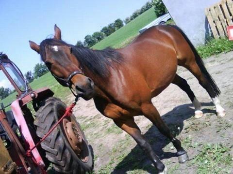 Traver filur ravn billede 6