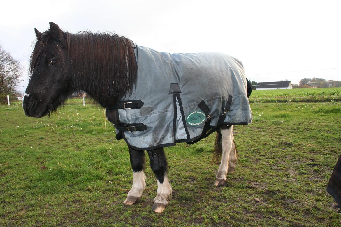 Pinto Hedegaardens Mulle billede 1