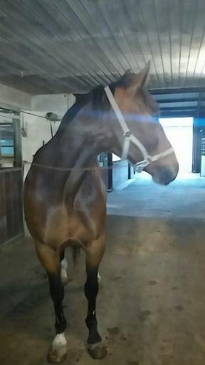 Traver filur ravn billede 11