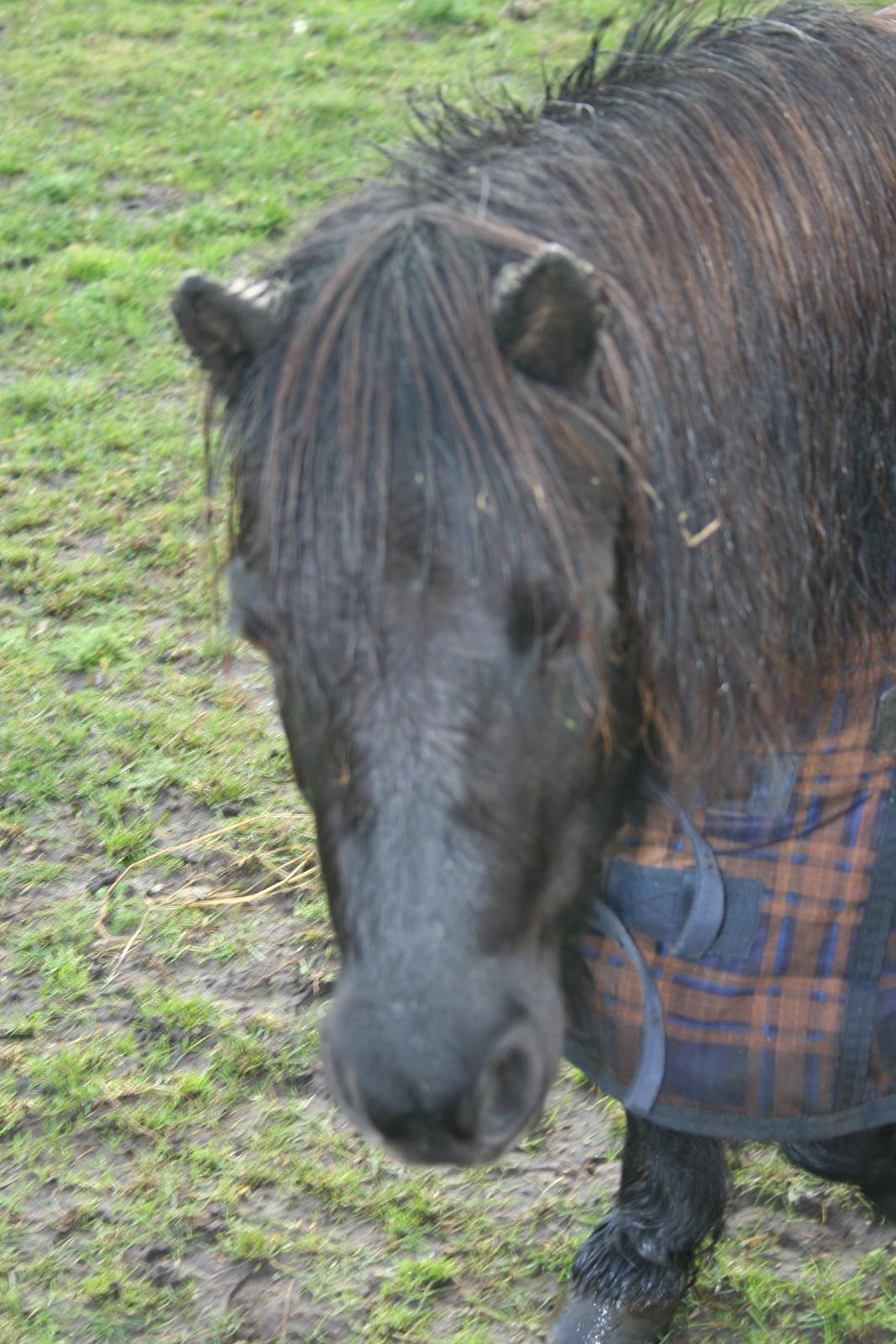 Shetlænder Bumle (fra "Cars") billede 9