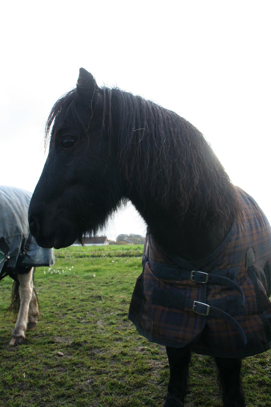 Shetlænder Bumle (fra "Cars") billede 10