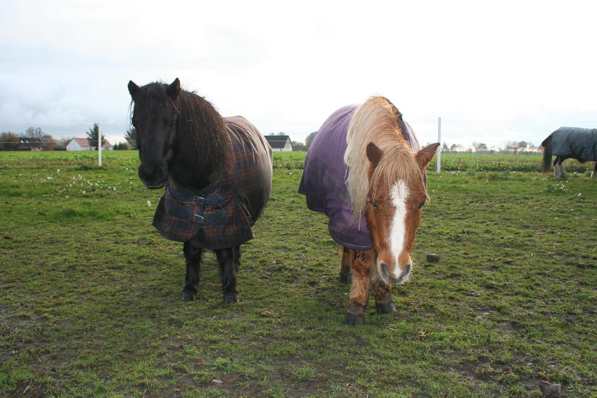 Shetlænder Lynet McQueen billede 6
