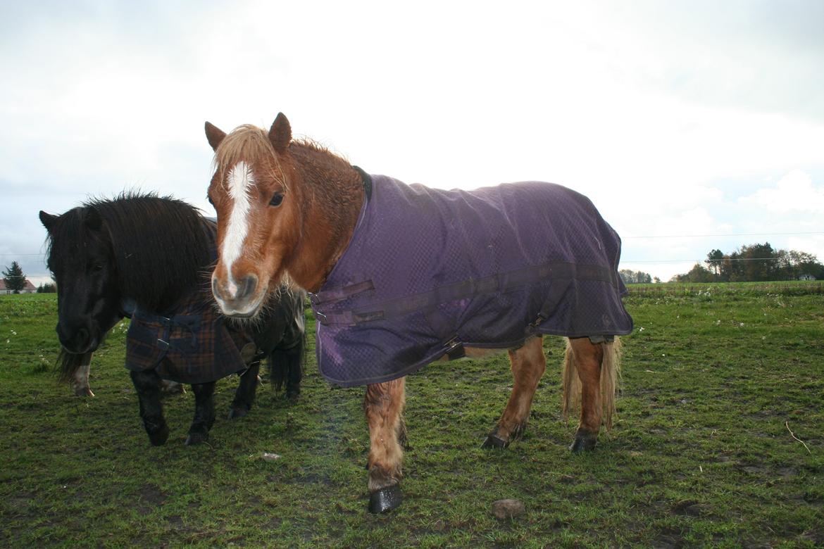 Shetlænder Bumle (fra "Cars") billede 12
