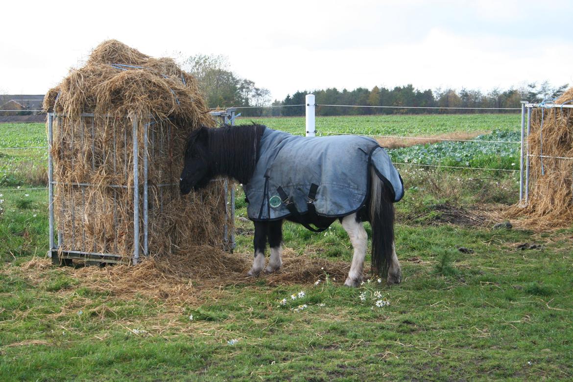 Pinto Hedegaardens Mulle billede 3