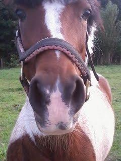 Pinto Gaisha - Geisha<3 billede 3