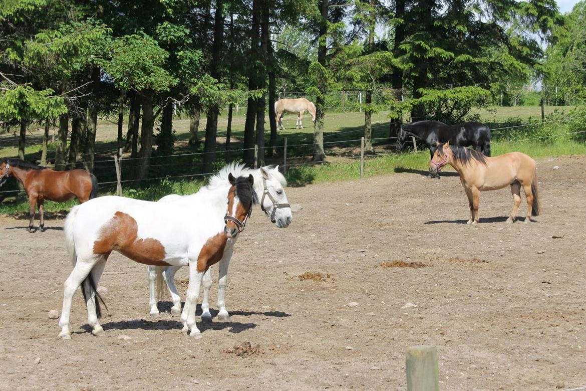 Pinto Gaisha - Geisha på fold<3 billede 6