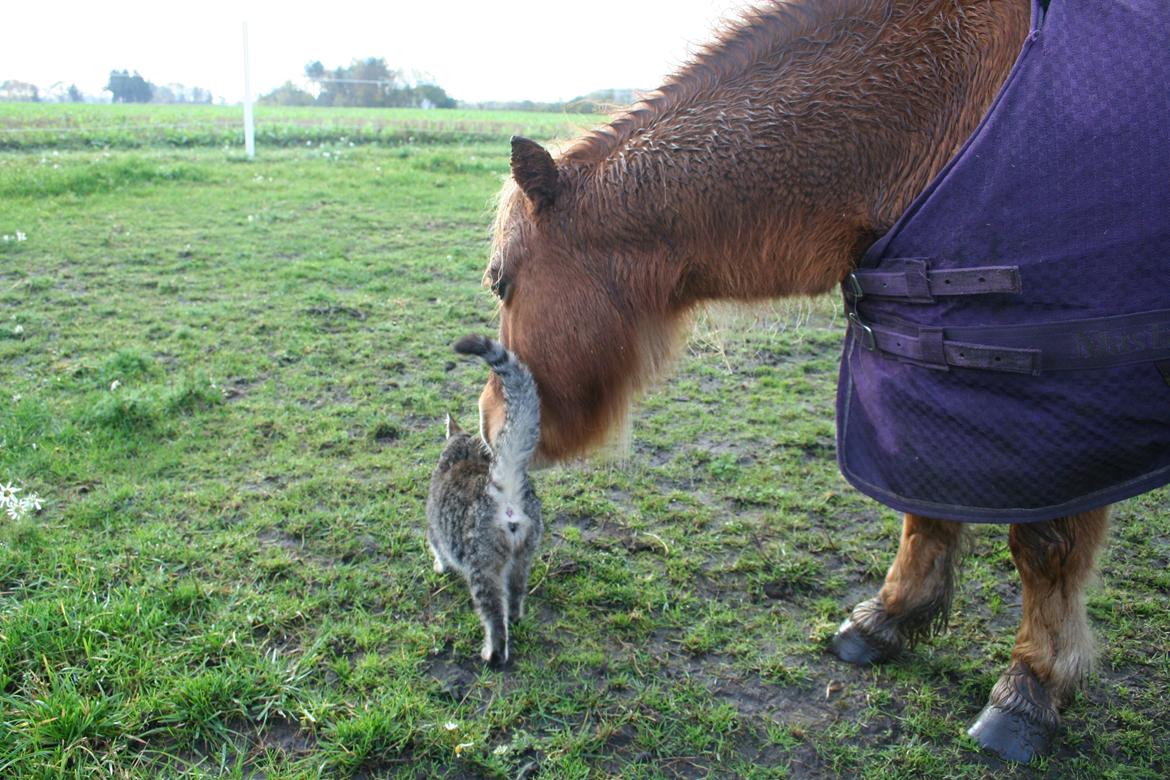 Shetlænder Lynet McQueen billede 8
