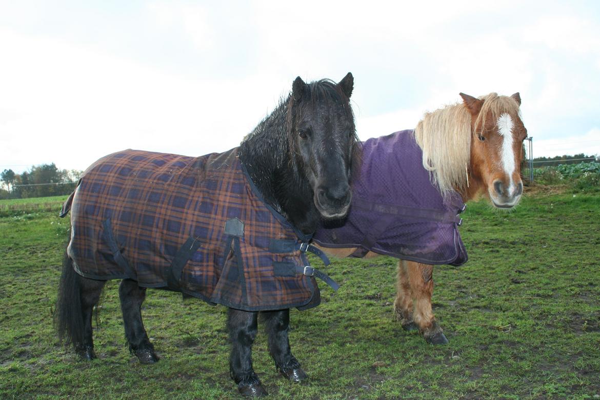 Shetlænder Bumle (fra "Cars") billede 14