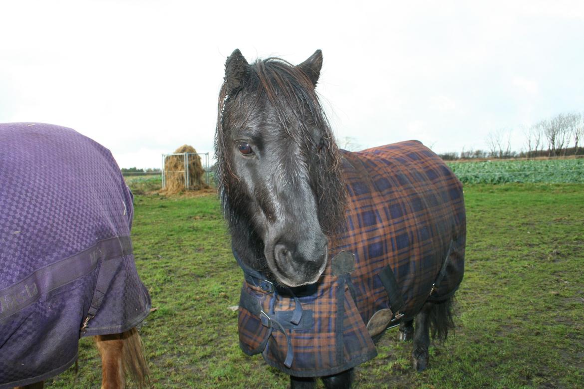 Shetlænder Bumle (fra "Cars") billede 13