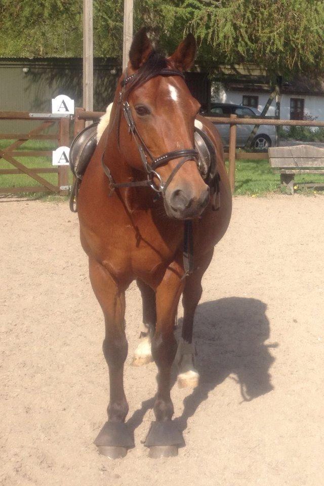 Anden særlig race Shorty - Shorty lige før springtræning<3 billede 7