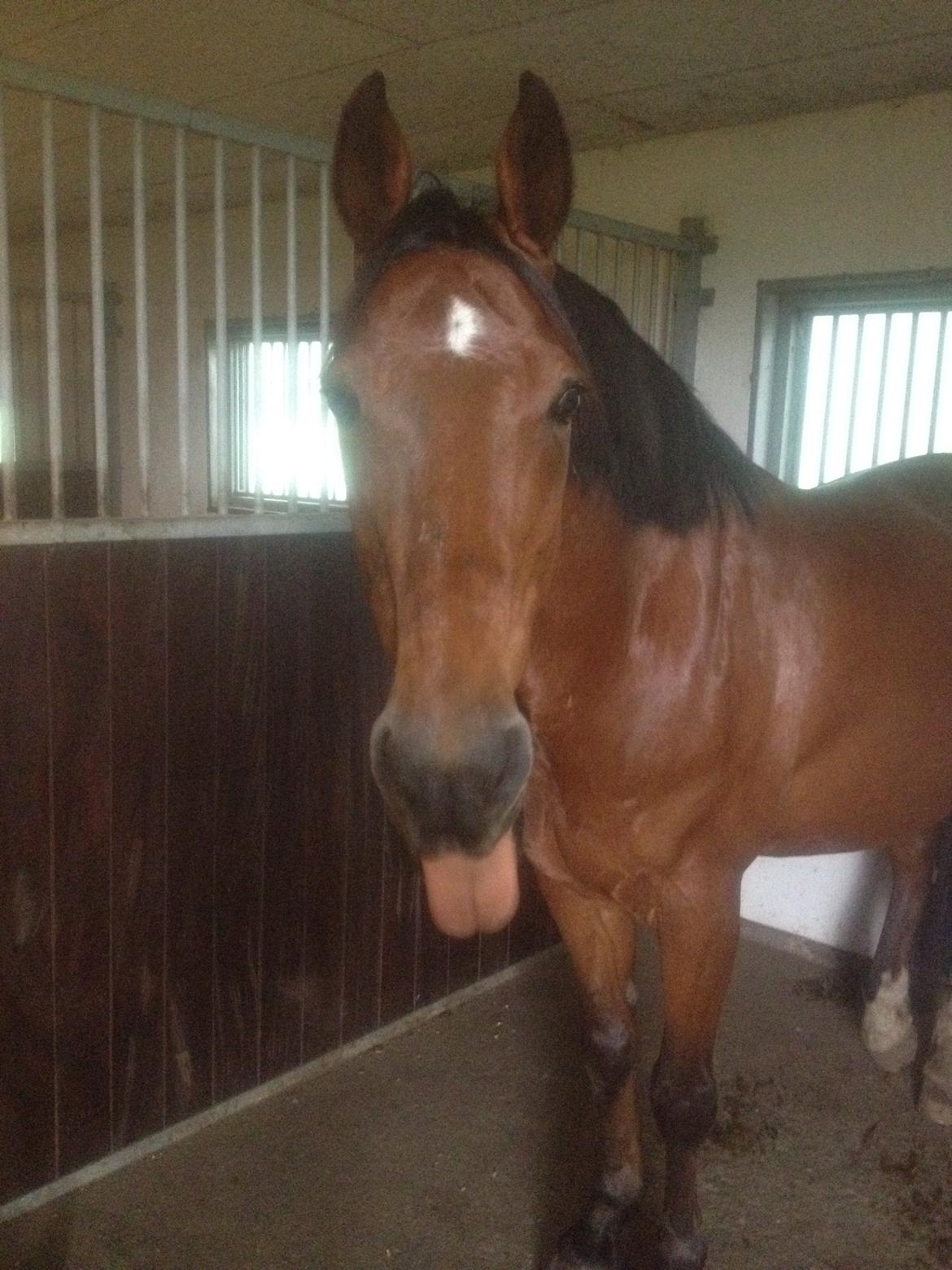 Anden særlig race Shorty - Er min tunge ikke fin?
 billede 3