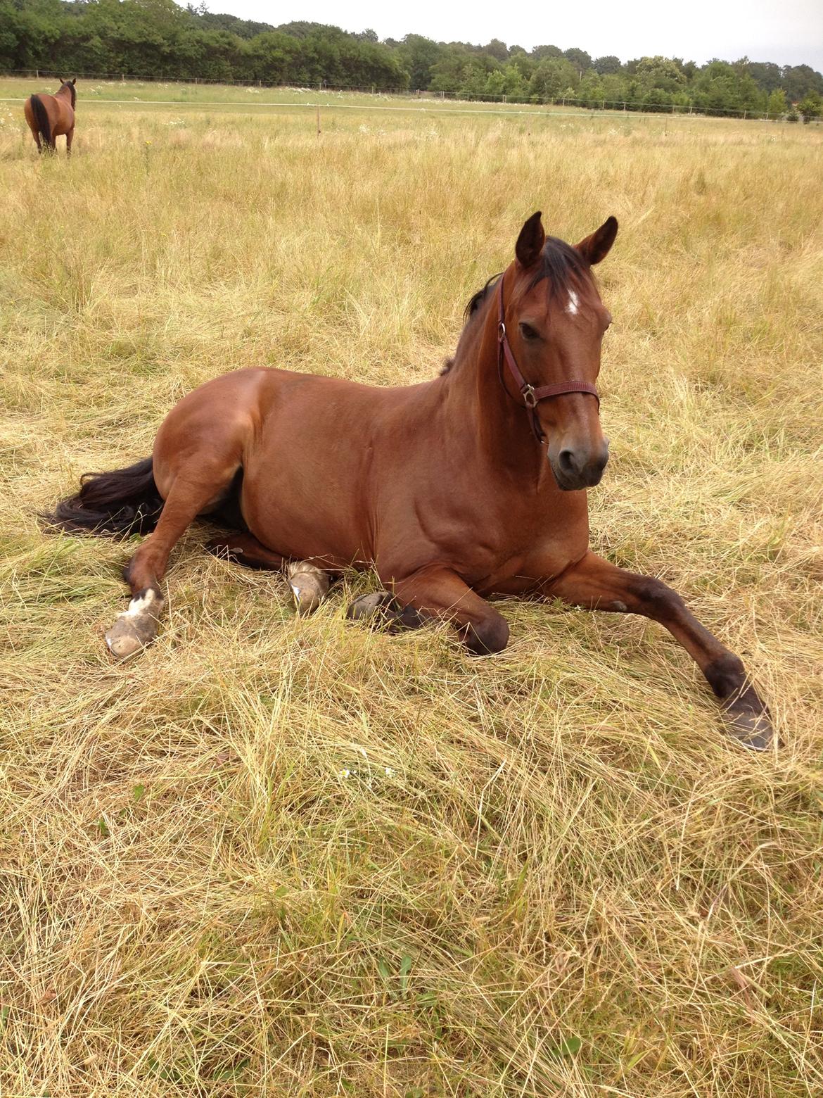 Anden særlig race Shorty - Nyder sommervejret :-) billede 12