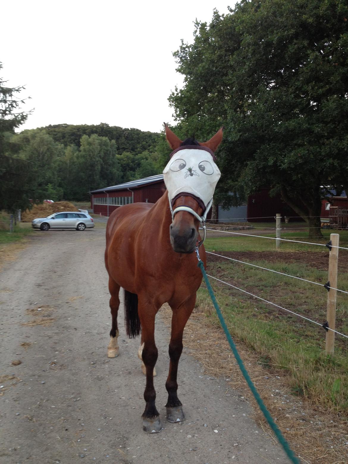 Anden særlig race Shorty - Han er så sød med den fluemaske!<3 billede 14